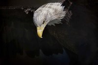 Shadow Hunter Bald Eagle Fine Art Print