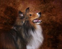 Shetland Sheepdog Fine Art Print