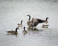 Show Off Canadian Geese Fine Art Print
