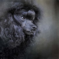 Snack Spotter Toy Black Poodle Fine Art Print