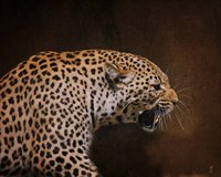 Snarling Leopard Fine Art Print