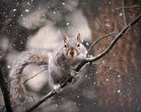 Snow Day Squirrel Fine Art Print