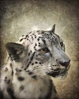 Snow Leopard Portrait Fine Art Print