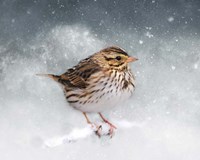 Snow Sparrow Fine Art Print
