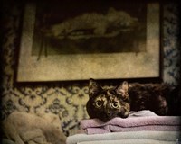 Soft Place To Fall Fine Art Print