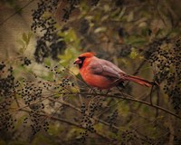 Song Of The Red Bird 2 Fine Art Print