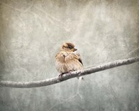 Sparrow Braving The Cold Fine Art Print