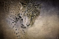 Stalking Her Prey Leopard Fine Art Print