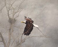 Starting Over Bald Eagle Fine Art Print
