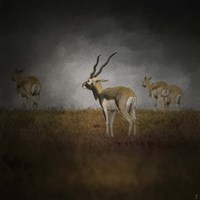 Storm Spotters Fine Art Print