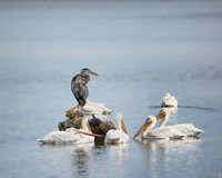 Support Group Fine Art Print