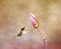 Temptation Hummingbird Fine Art Print