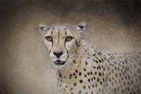 The Cheetah Fine Art Print