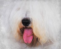 The Face of The Sheepdog Fine Art Print