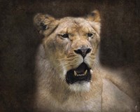 The Lioness Portrait Fine Art Print