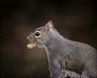 The Nut Collector Squirrel Fine Art Print