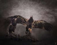 The Protector Juvenile Bald Eagles Fine Art Print