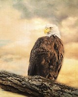 The Queen At Rest Bald Eagle Fine Art Print