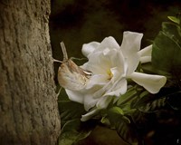 The Scent Of The Gardenia Fine Art Print