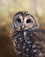 The Wise Owl Fine Art Print