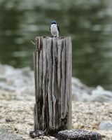 Tiny Guardian Fine Art Print