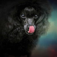 Treat Snatcher Toy Black Poodle Fine Art Print