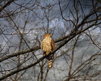 Treetop Raptor Fine Art Print