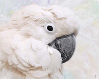 Umbrella Cockatoo Portrait Fine Art Print