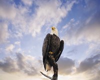View From The Top Bald Eagle Fine Art Print