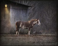 Waiting For Winter Horse Fine Art Print