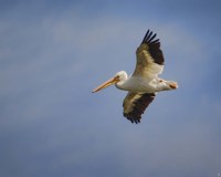 Watching The World From Above Fine Art Print