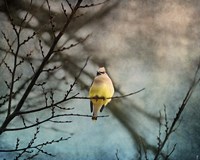 Waxwing At Winter Sunset Fine Art Print