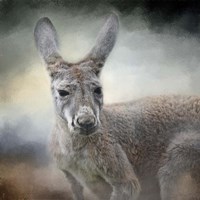Western Grey Kangaroo Framed Print