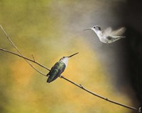 Whisper of Your Wings Hummingbirds Fine Art Print
