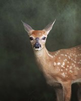 White Tailed Fawn Portrait Fine Art Print