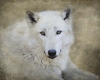 White Wolf Portrait Fine Art Print