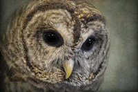 Who Loves Ya Baby Fine Art Print