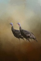 Wild Turkey At Shiloh Fine Art Print
