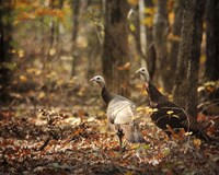 Wild Turkey In The Woods Fine Art Print