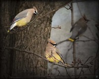 Winter Visitors Cedar Waxwings Fine Art Print