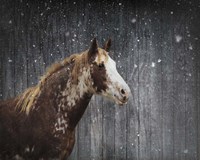 Winters Arrival Horse Fine Art Print