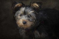 Yorkie Puppy Fine Art Print