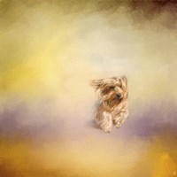 Yorkie Running Into The Wind Fine Art Print