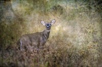 Young Buck Fine Art Print