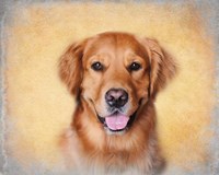 Young Golden Retriever Portrait Fine Art Print