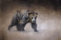 Young Grizzly Bear Fine Art Print