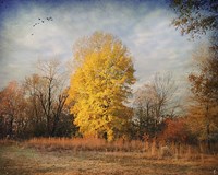 A Golden Moment Fine Art Print