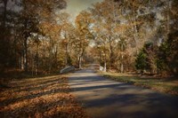 A Joyful Place Fine Art Print