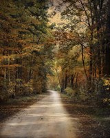 Autumn Forest 3 Framed Print