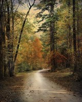 Autumn Forest 4 Fine Art Print